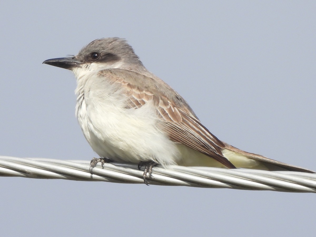 Gray Kingbird - ML644044030