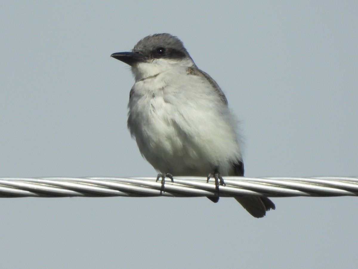 Gray Kingbird - ML644044034