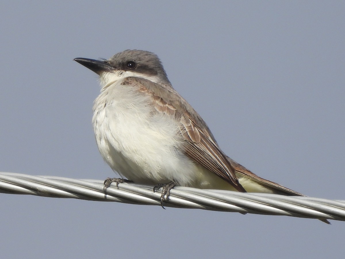 Gray Kingbird - ML644044035