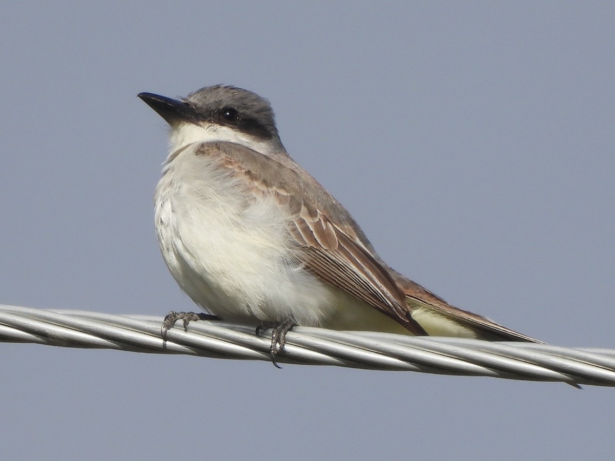 Gray Kingbird - ML644044036