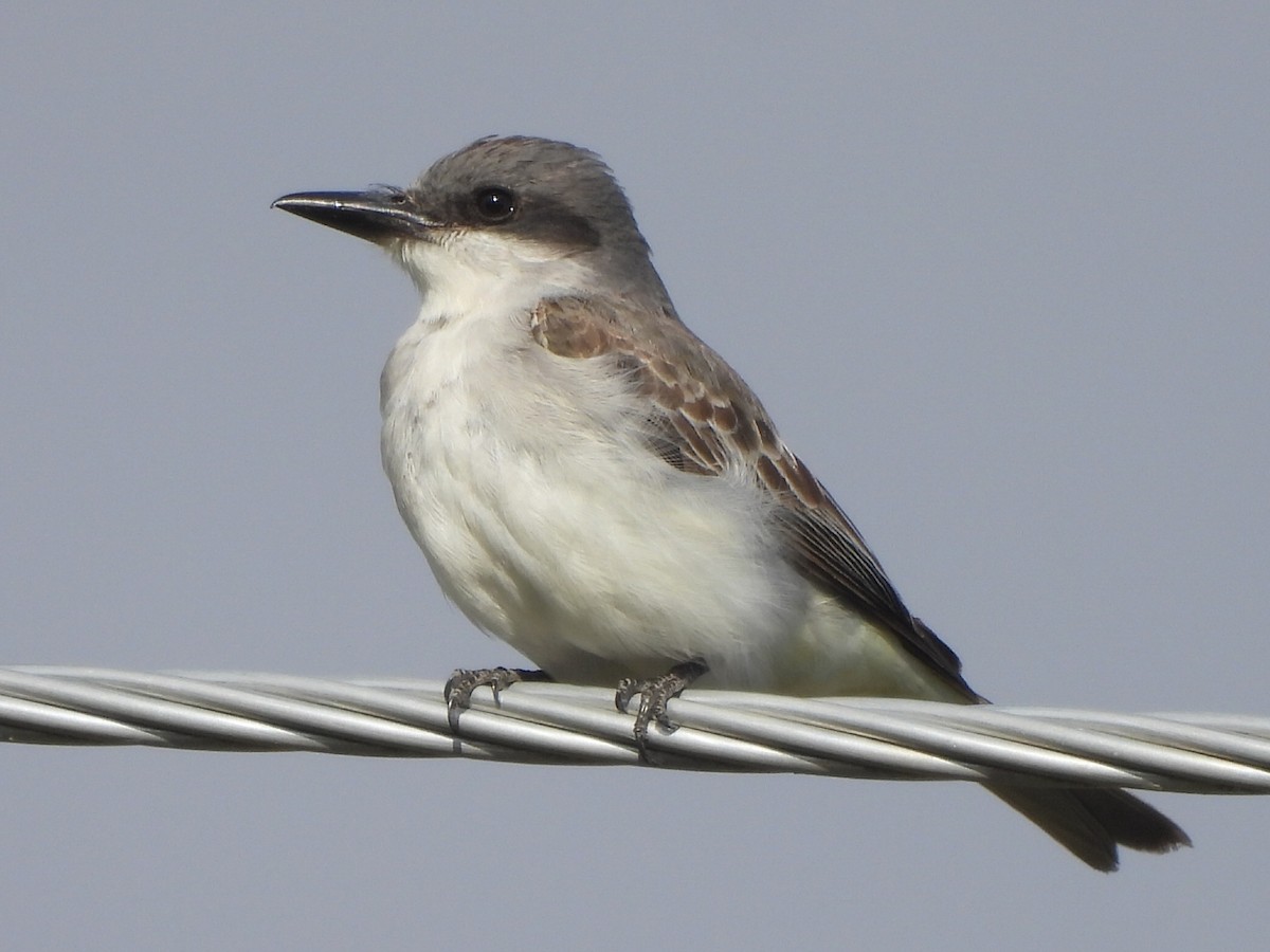 Gray Kingbird - ML644044037