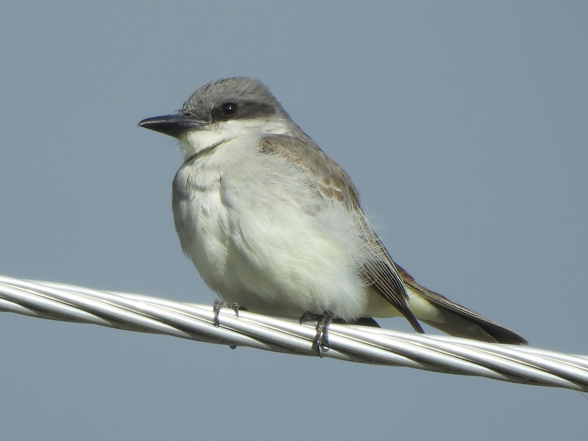 Gray Kingbird - ML644044038