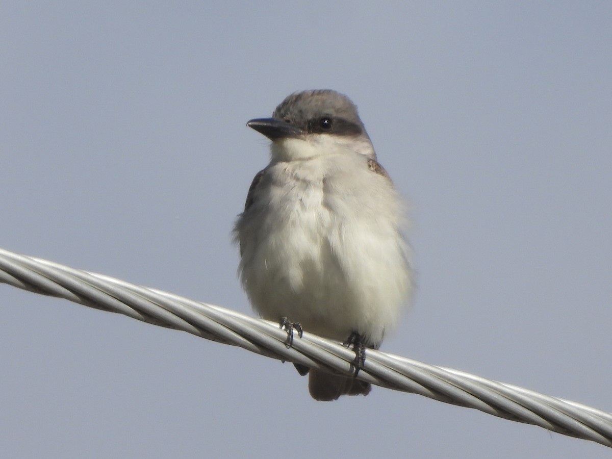 Gray Kingbird - ML644044039
