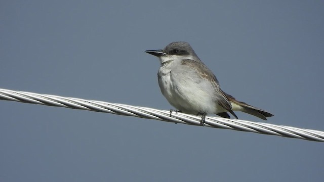 Gray Kingbird - ML644044046