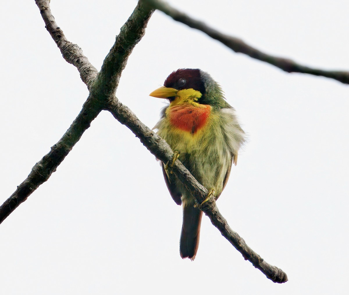 Lemon-throated Barbet - ML644044080
