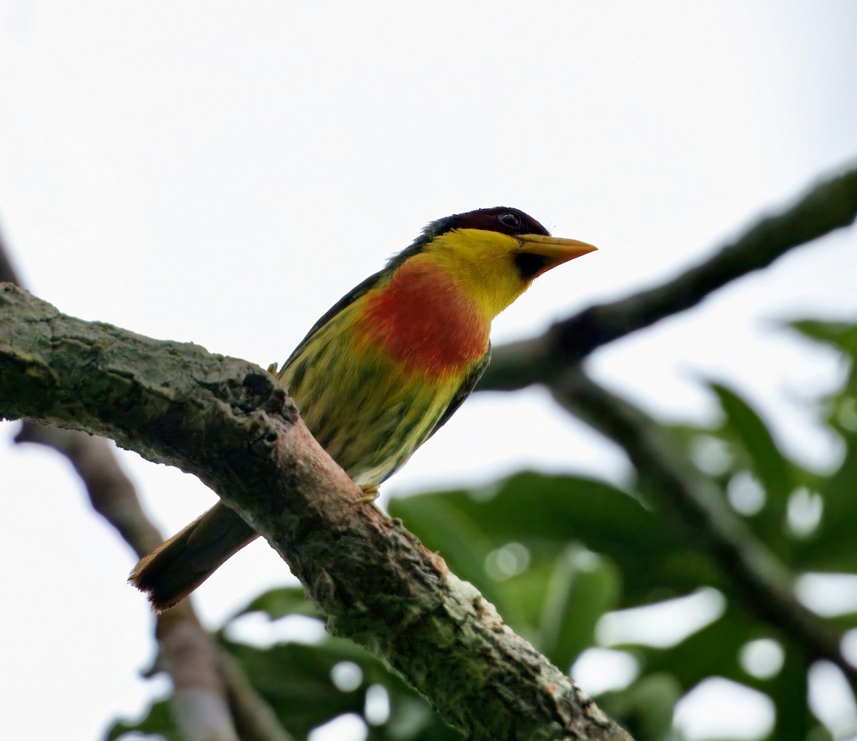 Lemon-throated Barbet - ML644044083