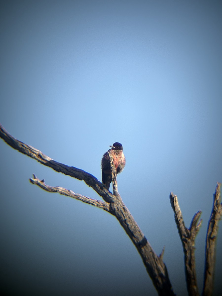 Lewis's Woodpecker - ML644044090