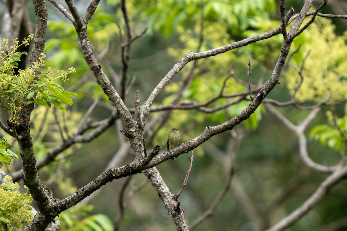 Yellow-bellied Flycatcher - ML644044111