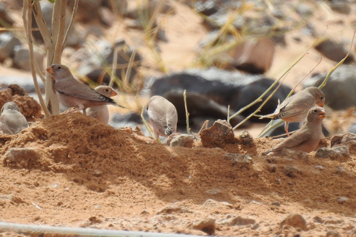 Trumpeter Finch - ML644044118