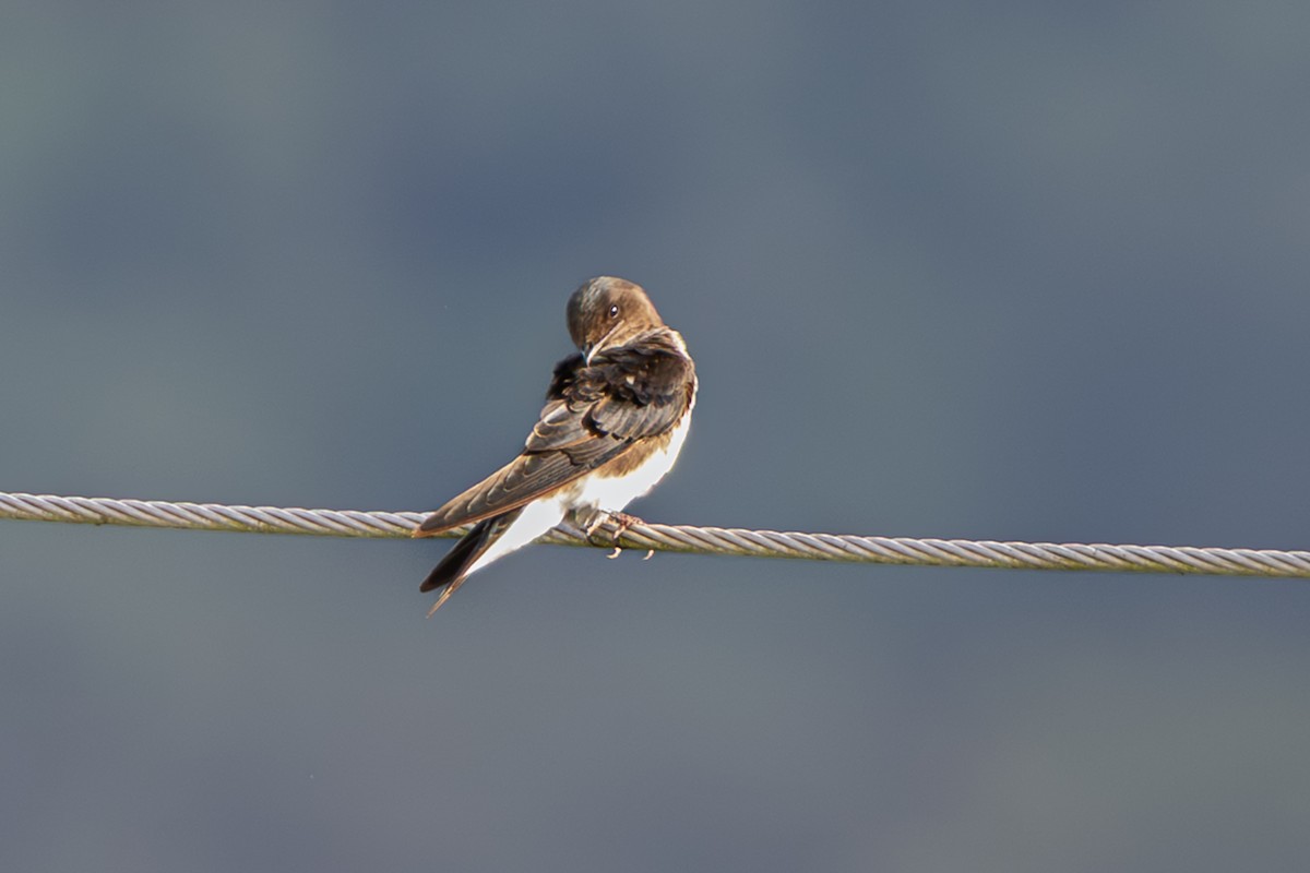 Gray-breasted Martin - ML644044121