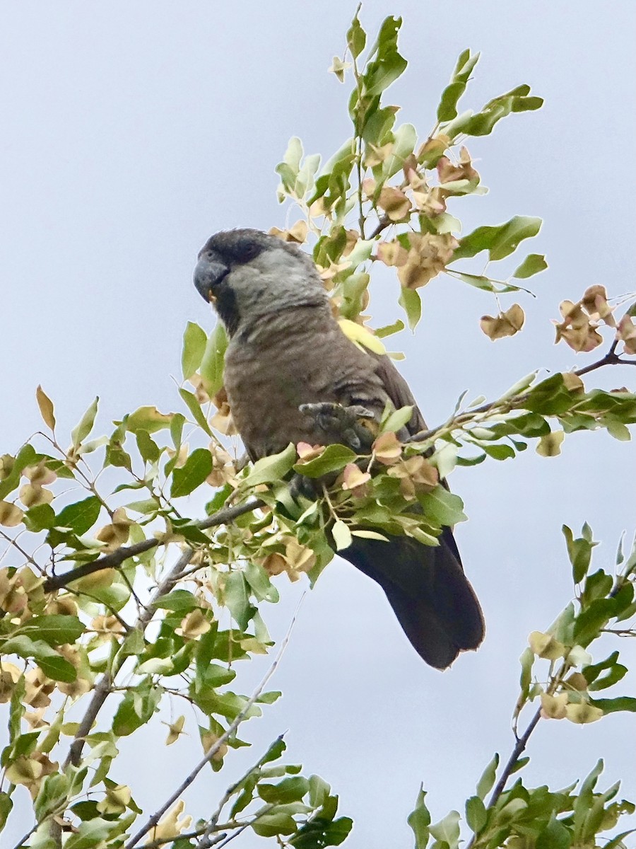 Lorito de Rüppell - ML644044124