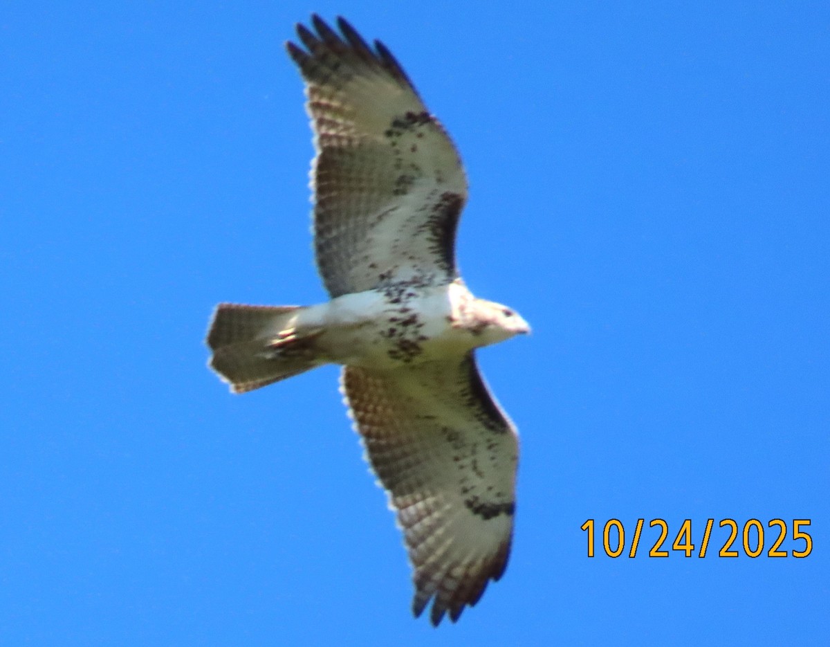 Red-tailed Hawk - ML644044134