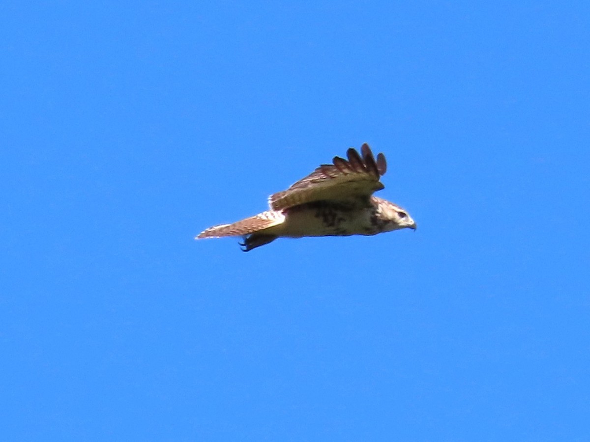 Red-tailed Hawk - ML644044143
