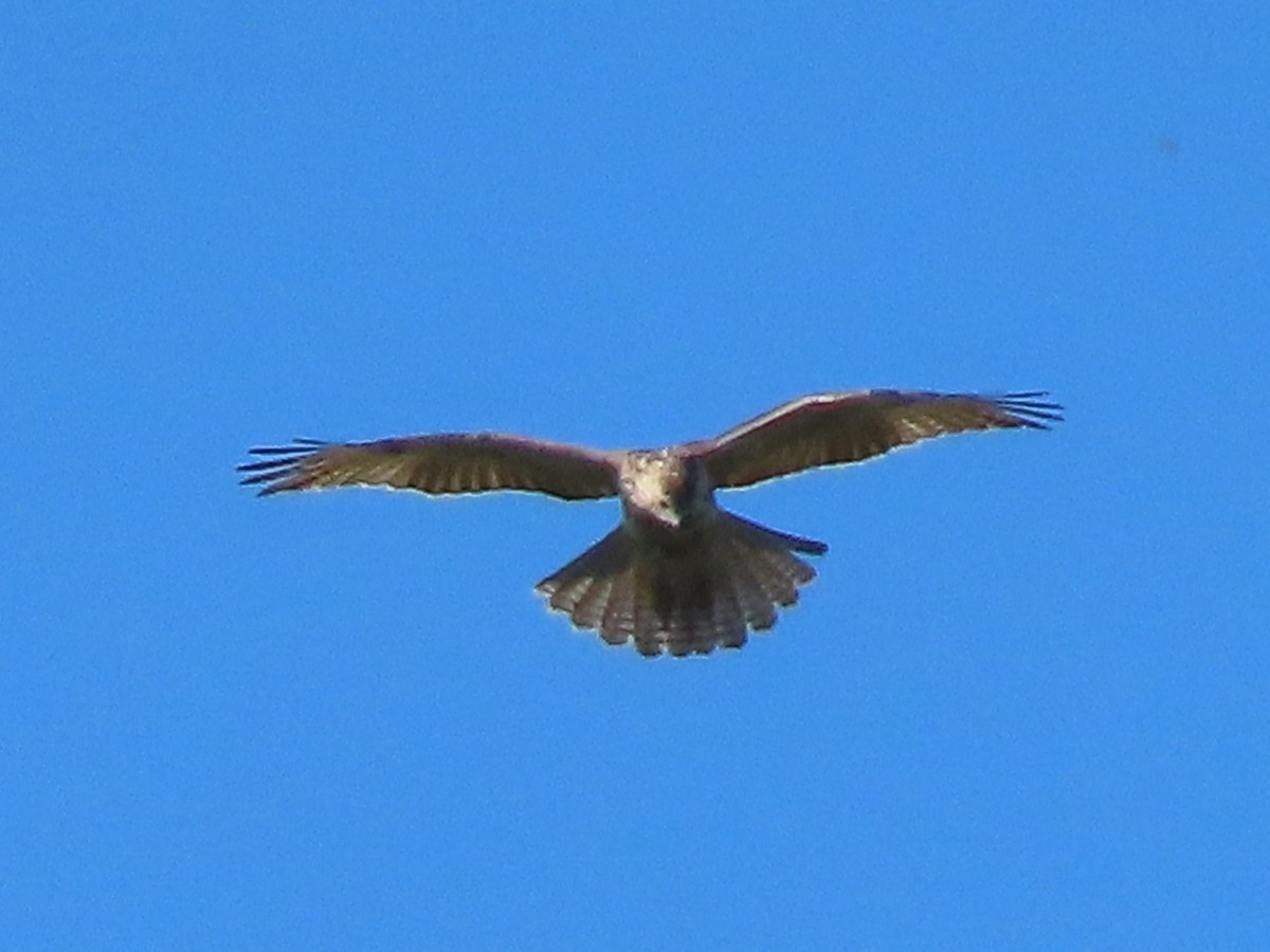 Red-tailed Hawk - ML644044145