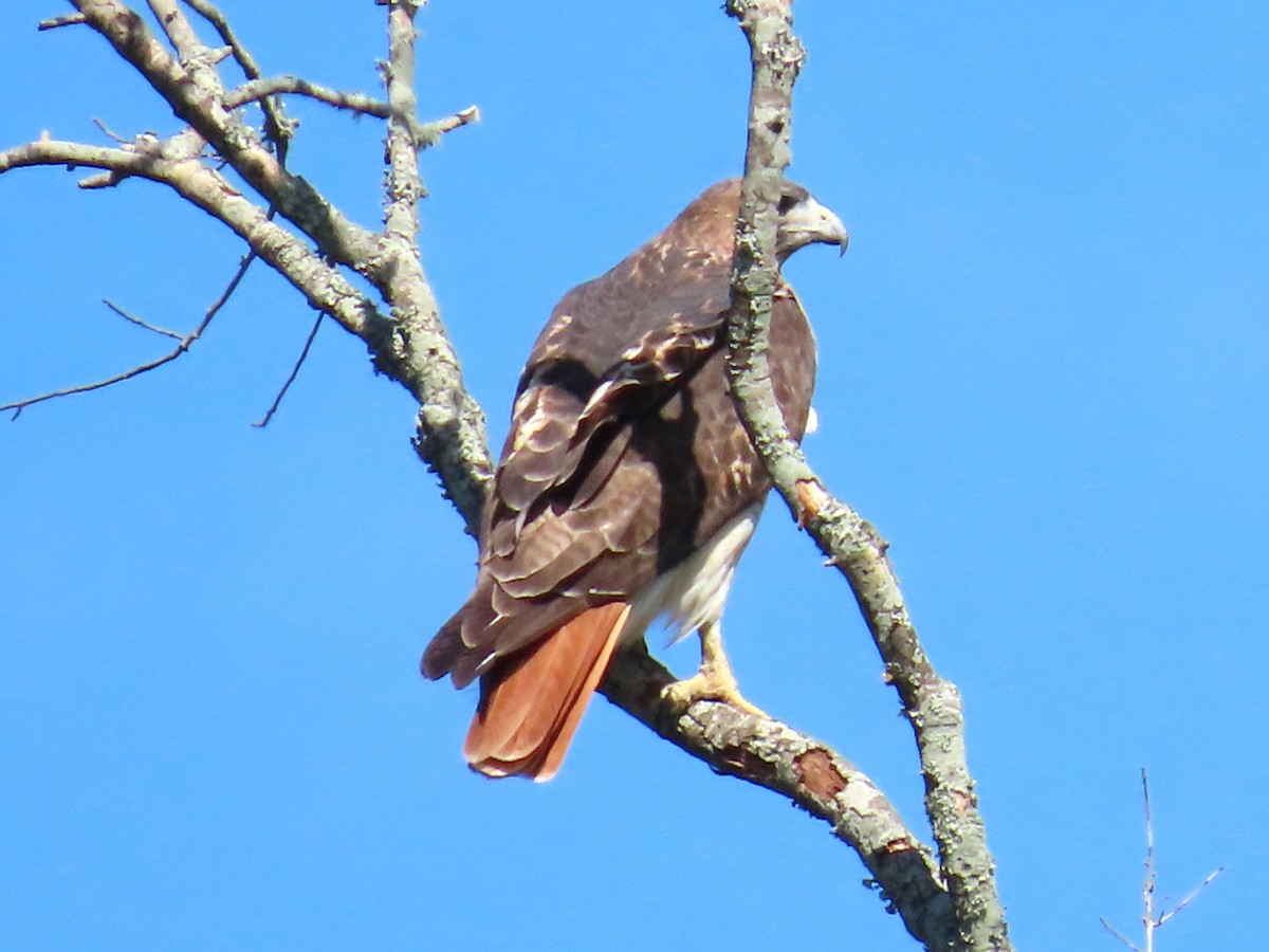 Red-tailed Hawk - ML644044146