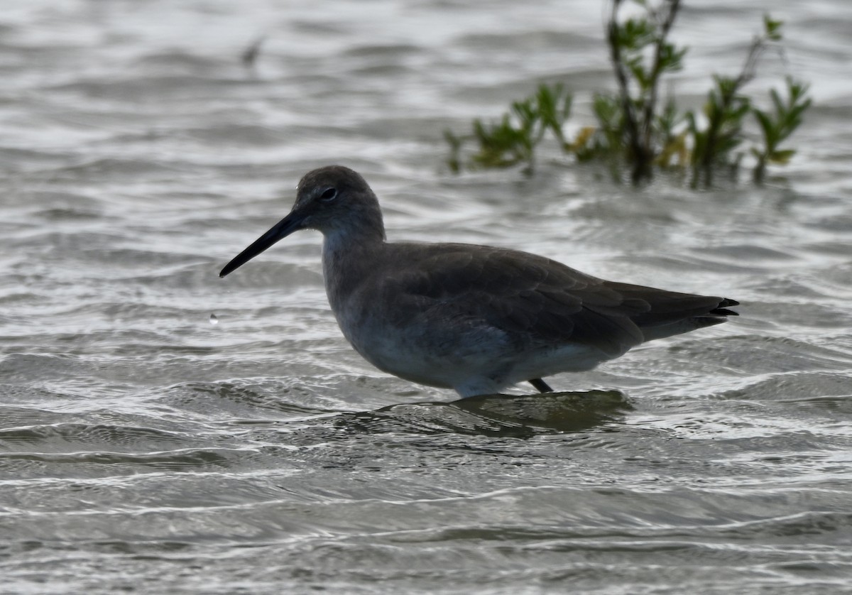 Willet - ML644044152