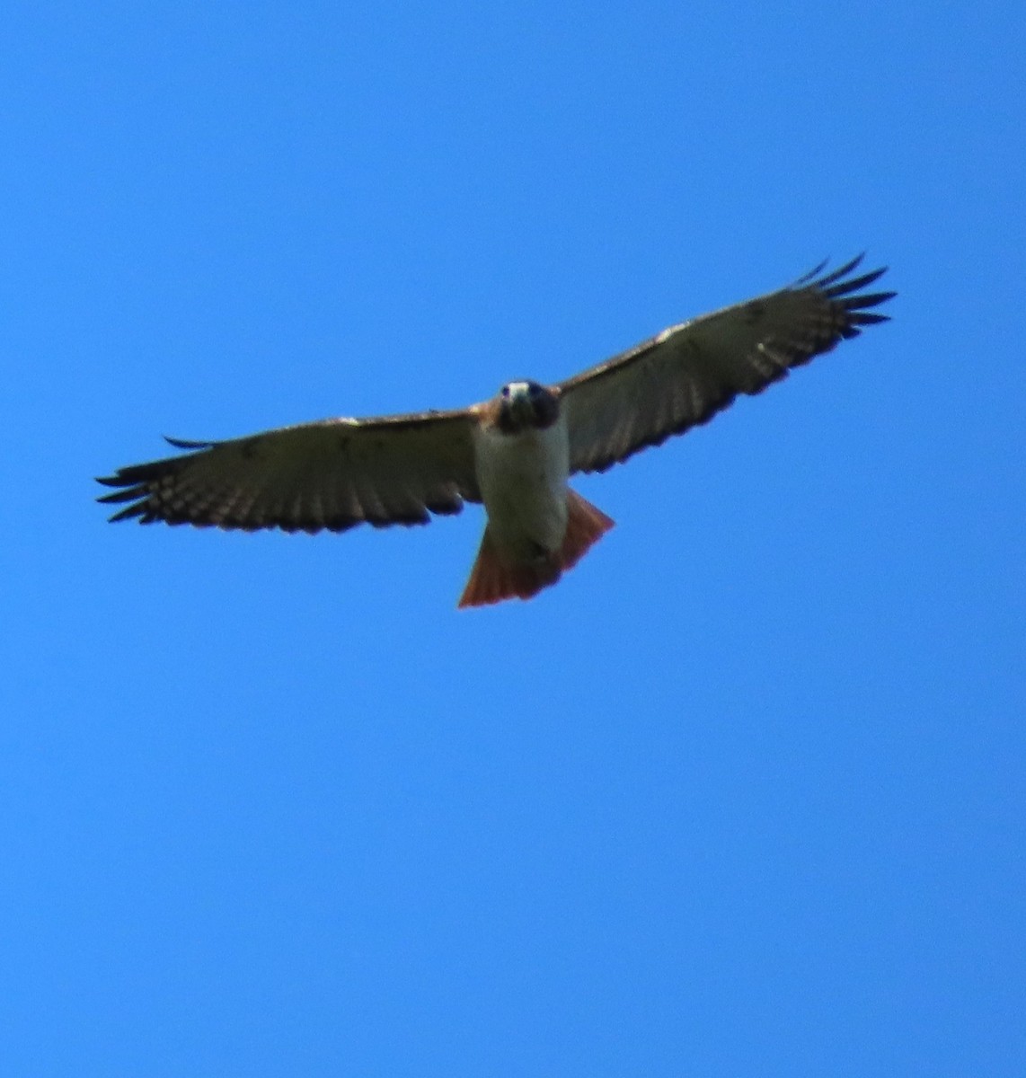 Red-tailed Hawk - ML644044153