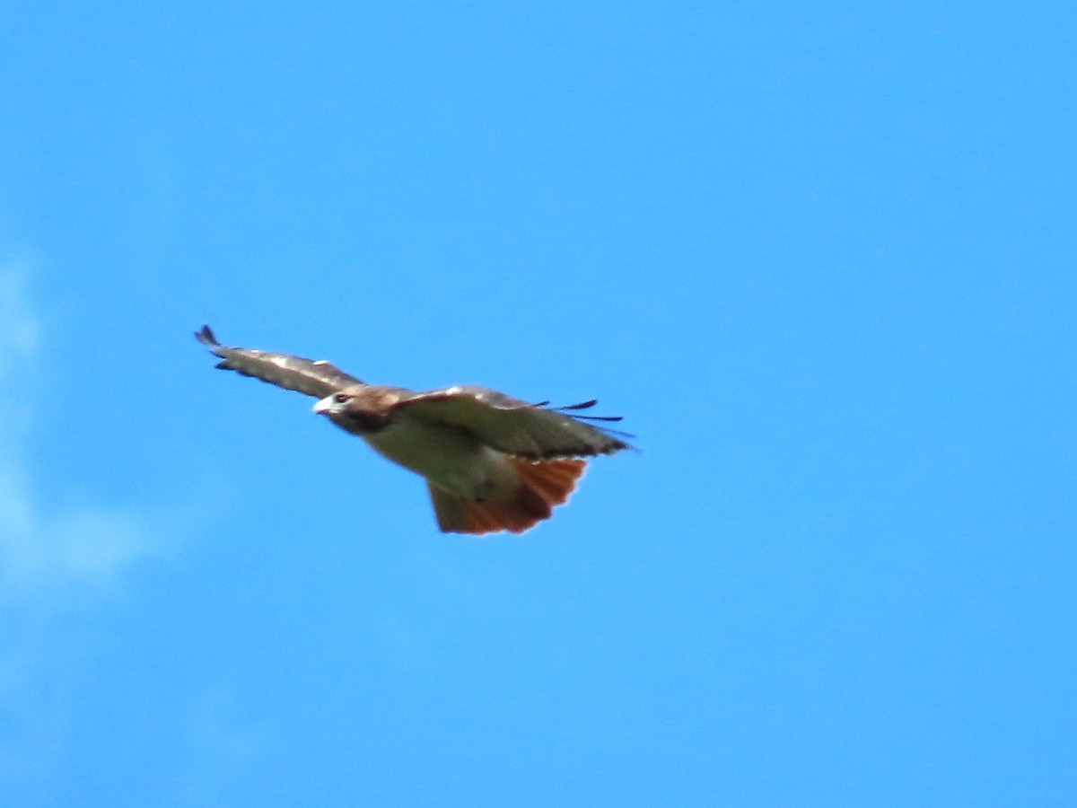 Red-tailed Hawk - ML644044154