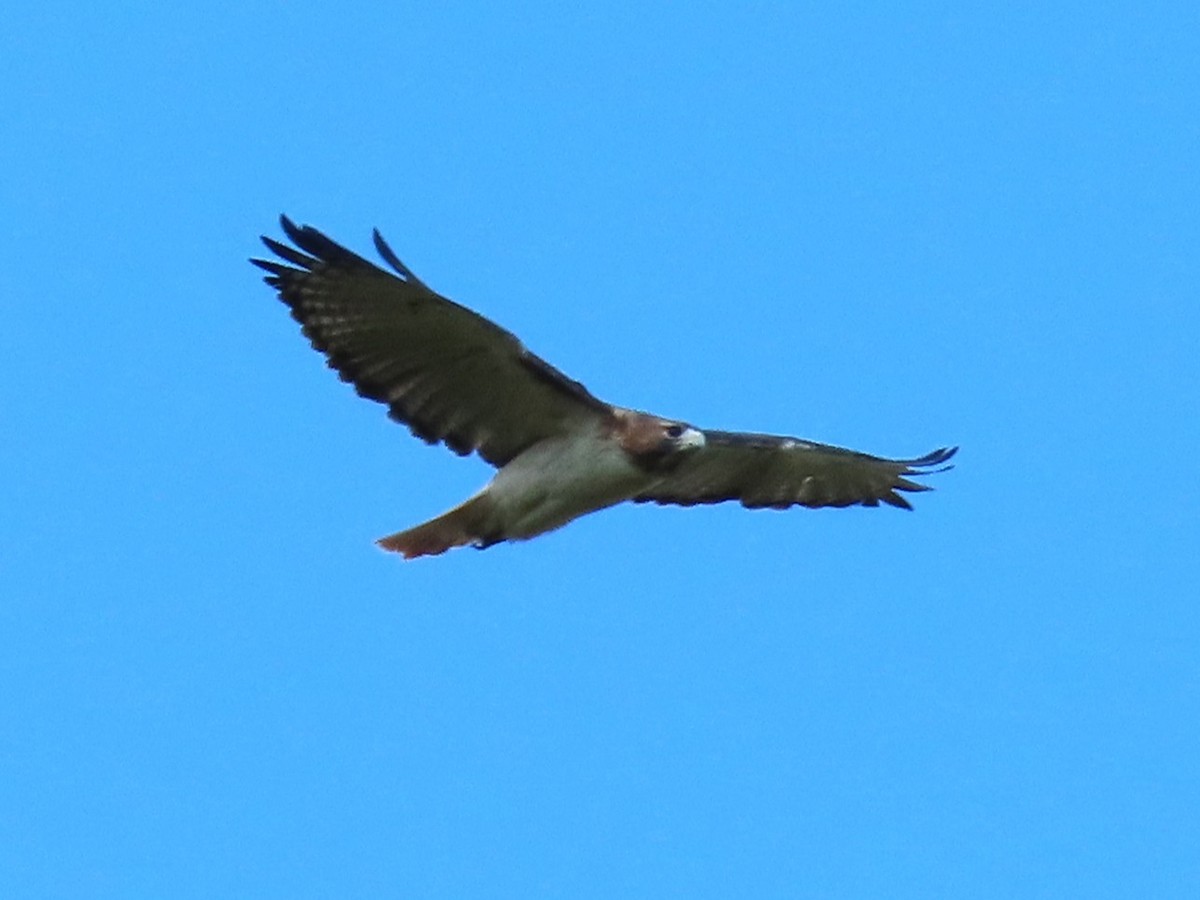 Red-tailed Hawk - ML644044156