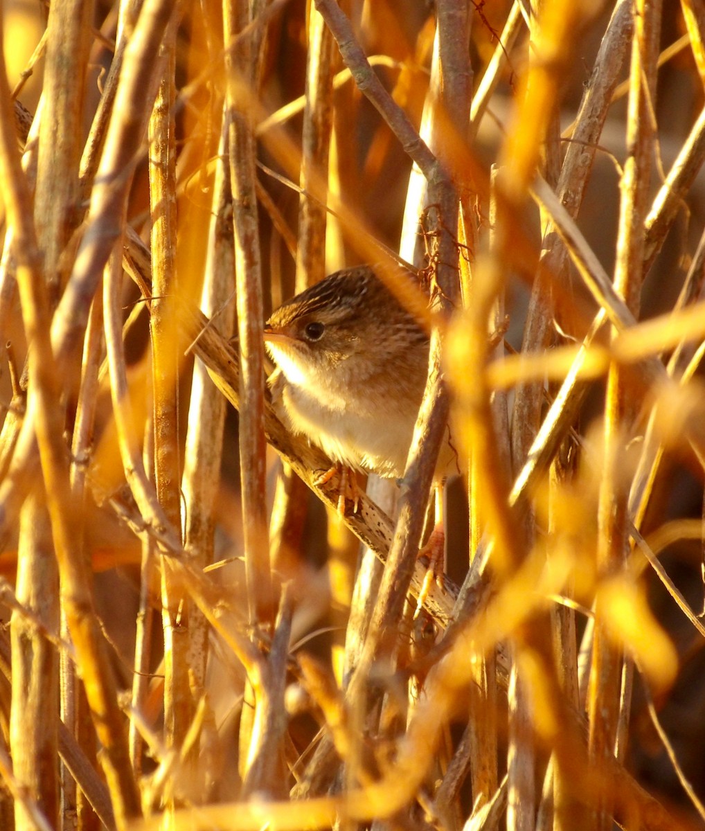 Sedge Wren - ML644044163