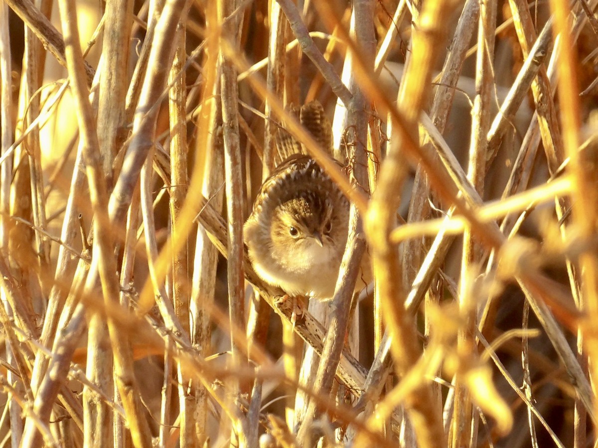 Sedge Wren - ML644044165