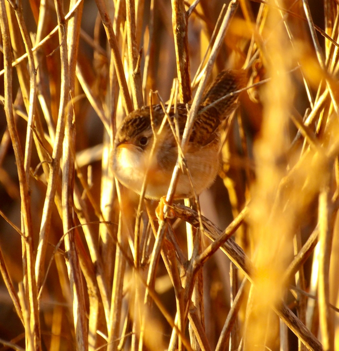 Sedge Wren - ML644044166