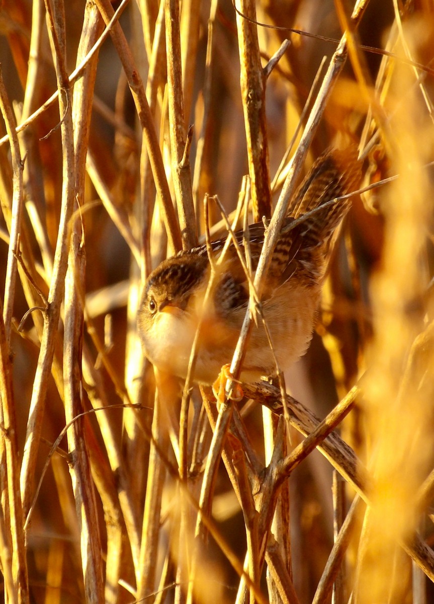 Sedge Wren - ML644044167