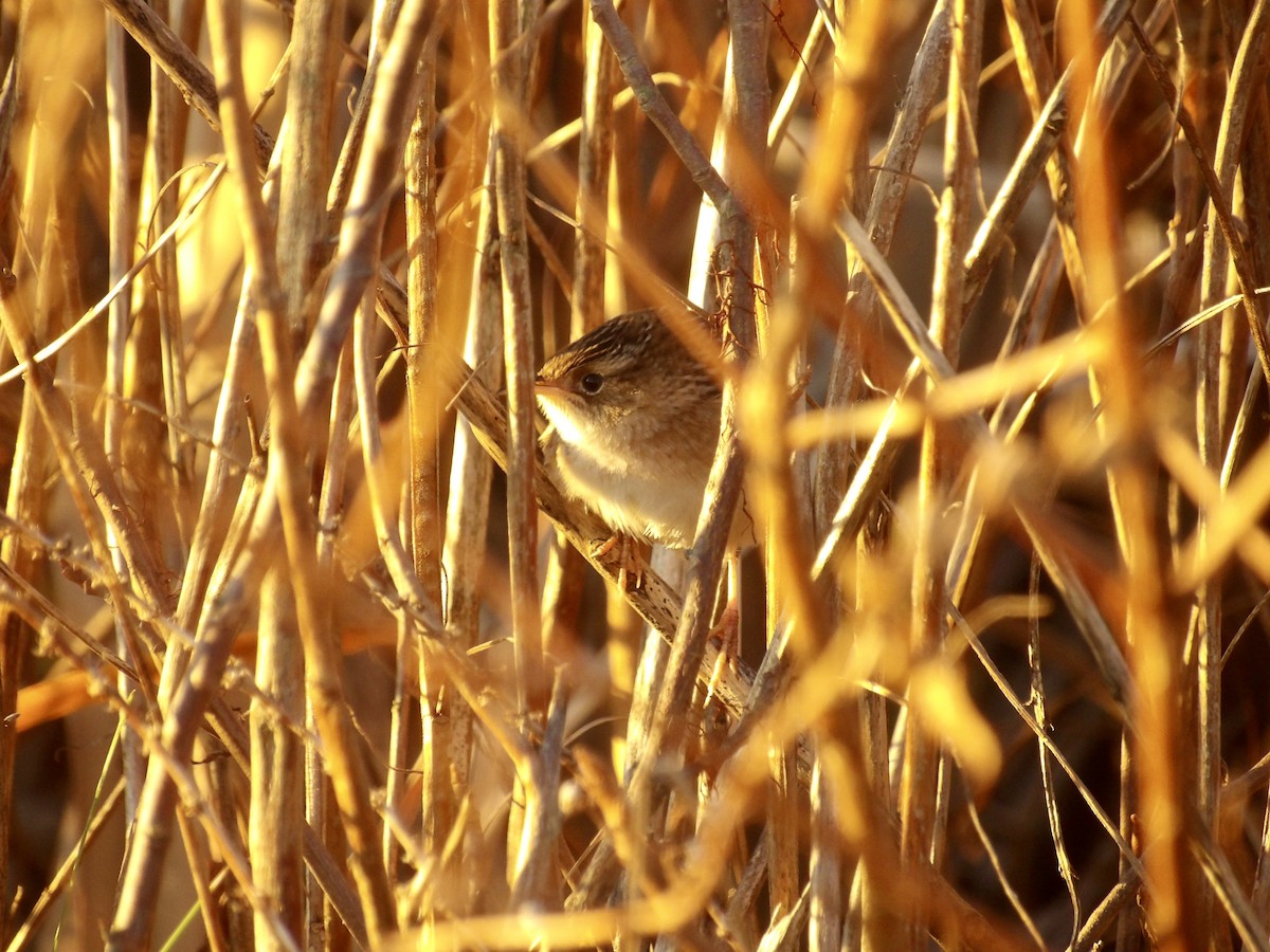Sedge Wren - ML644044170