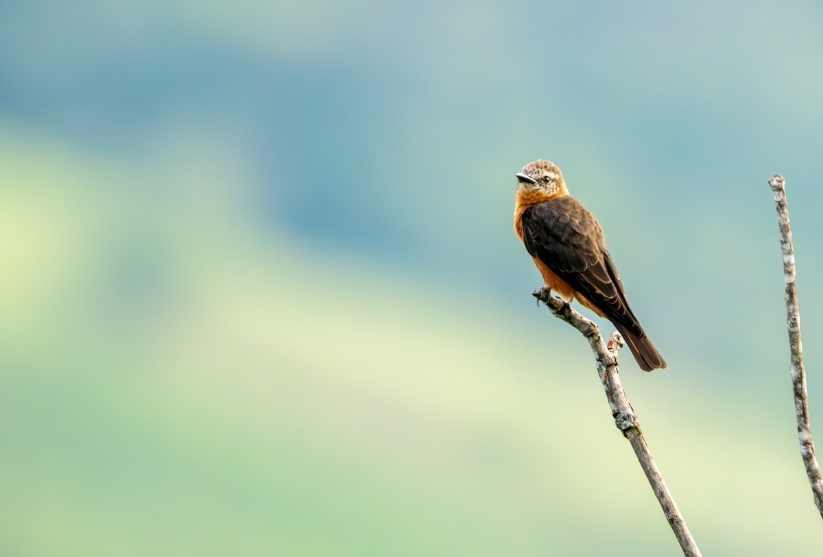 Cliff Flycatcher - ML644044172