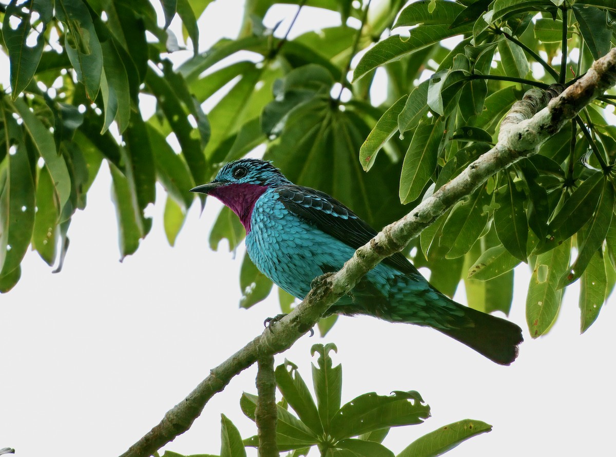 Spangled Cotinga - ML644044194