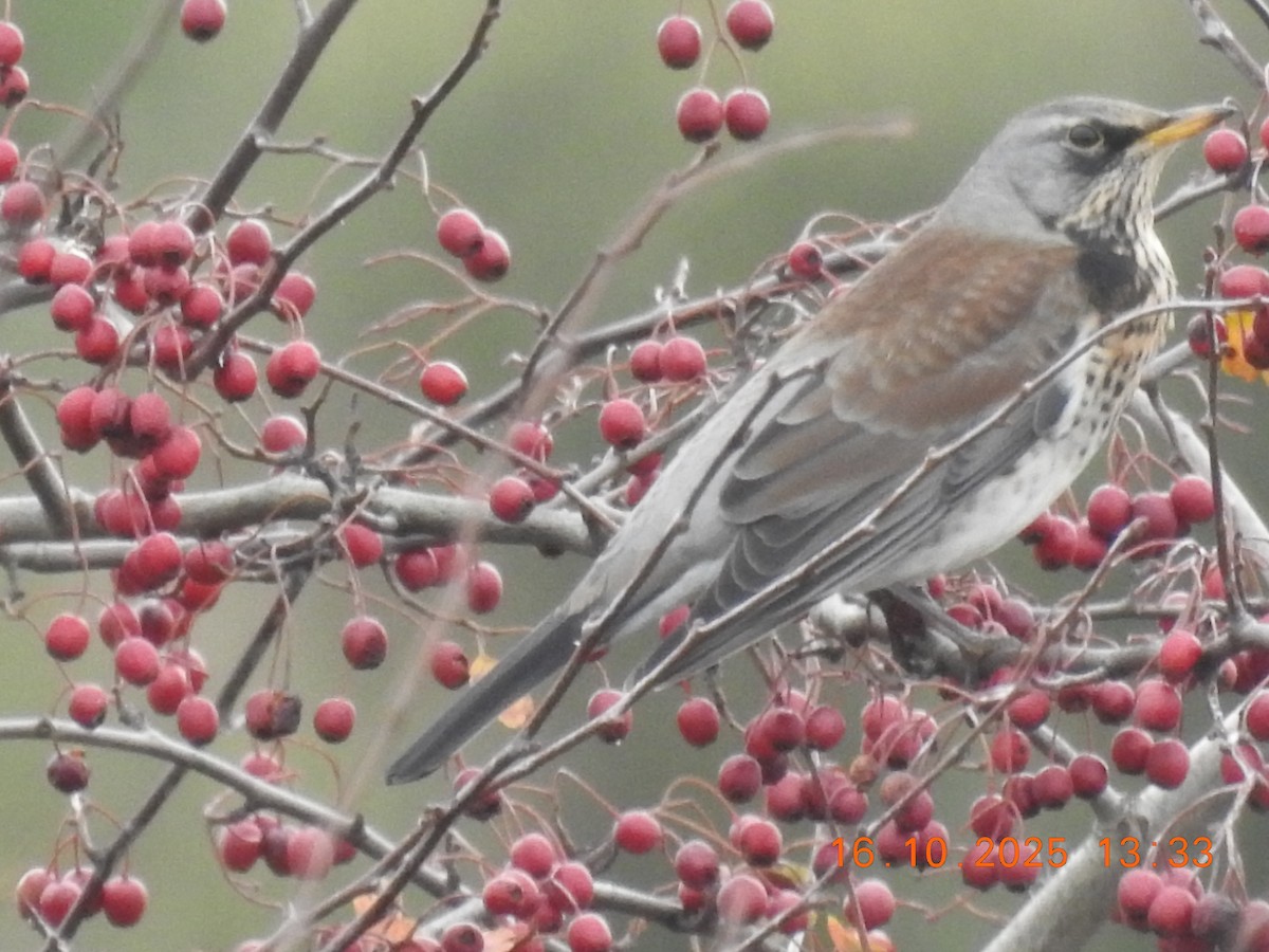 Fieldfare - ML644044206