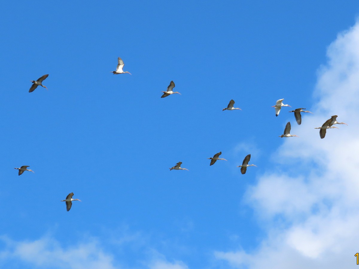 Ibis Blanco - ML644044218