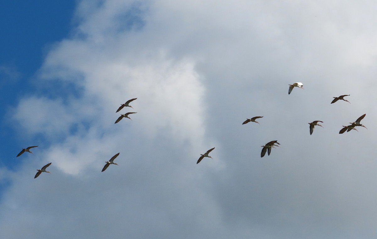 Ibis Blanco - ML644044221