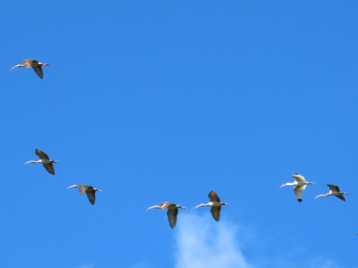Ibis Blanco - ML644044223