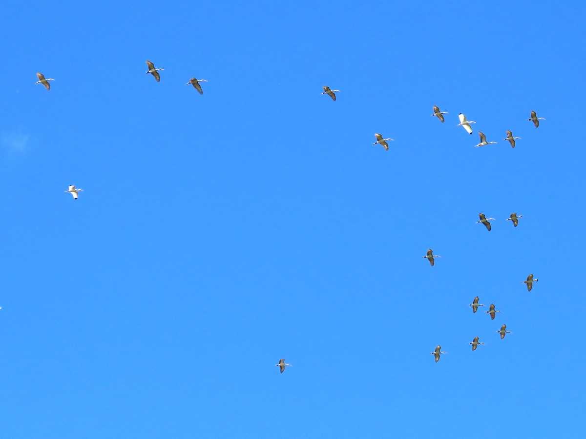 Ibis Blanco - ML644044226