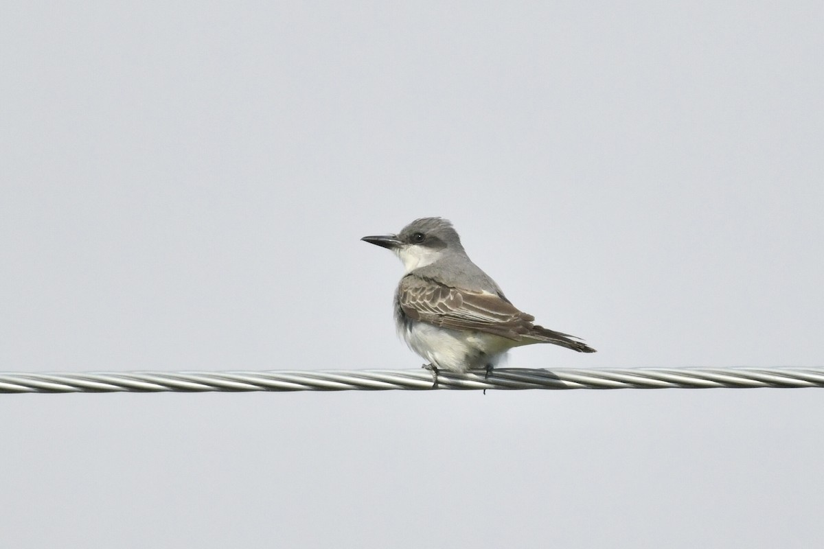Gray Kingbird - ML644044227