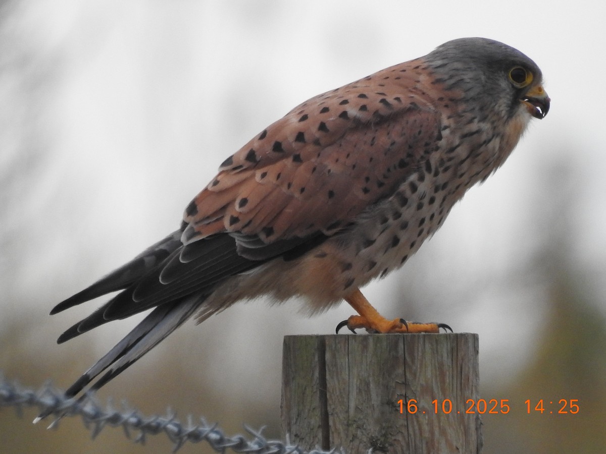 Eurasian Kestrel - ML644044243