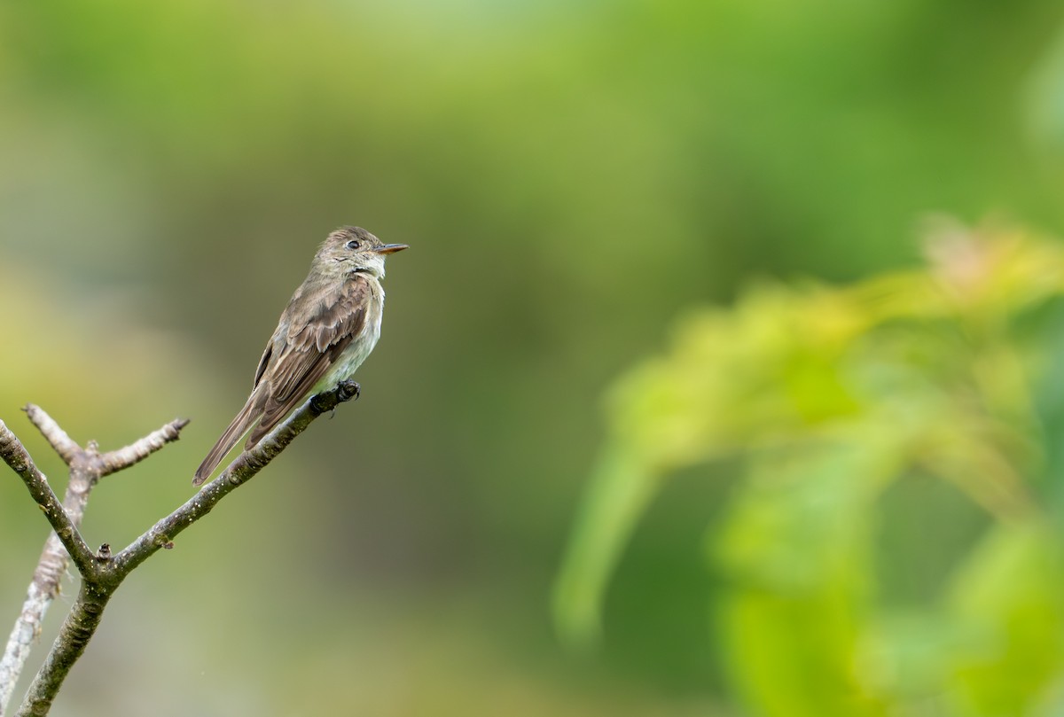 Northern Tropical Pewee - ML644044248