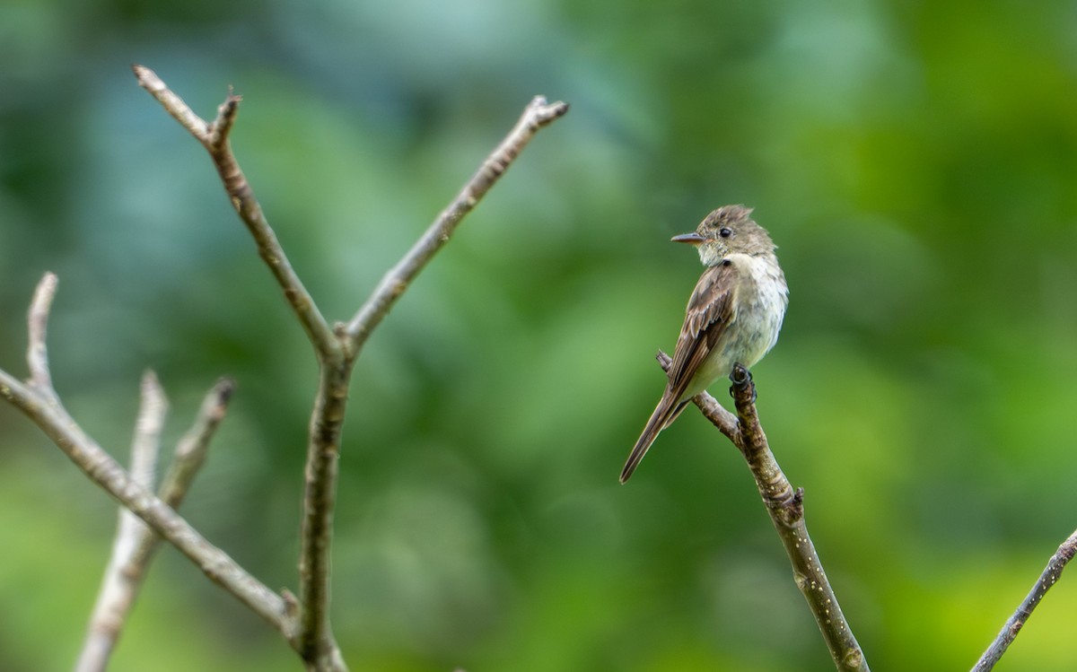 Northern Tropical Pewee - ML644044249