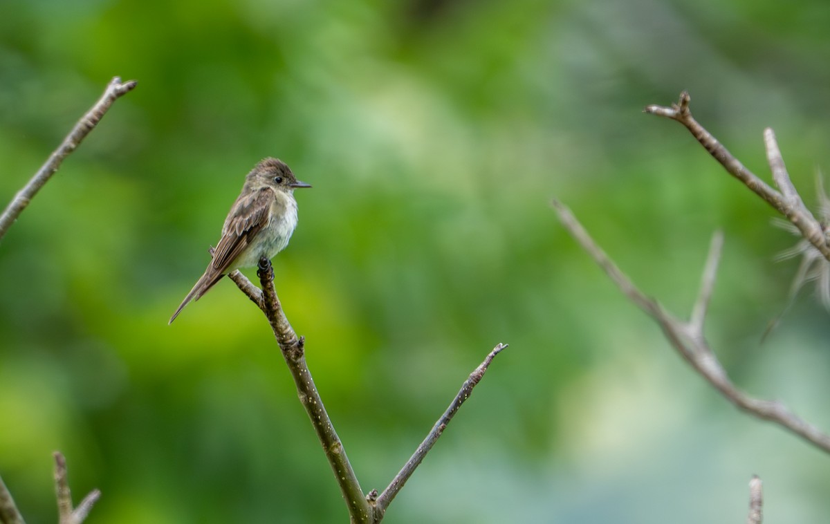 Northern Tropical Pewee - ML644044250