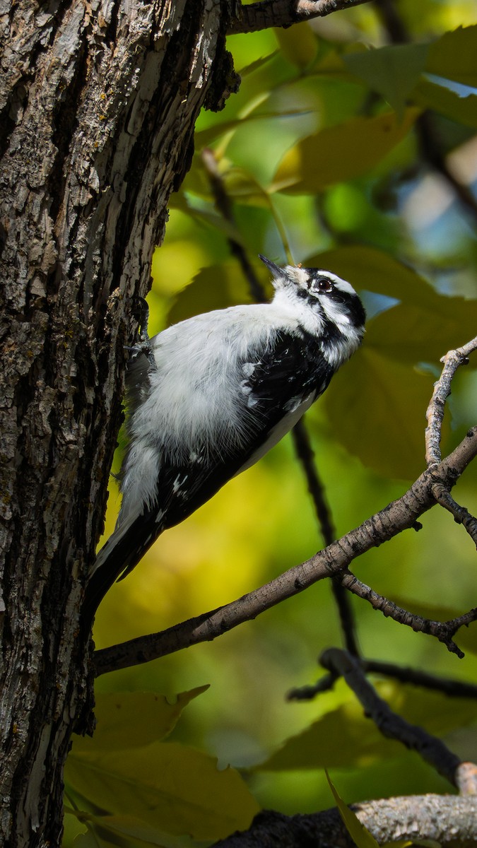 Dunenspecht (leucurus/glacialis) - ML644044258