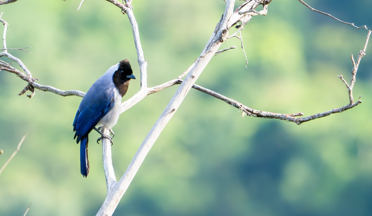 Violaceous Jay - ML644044274