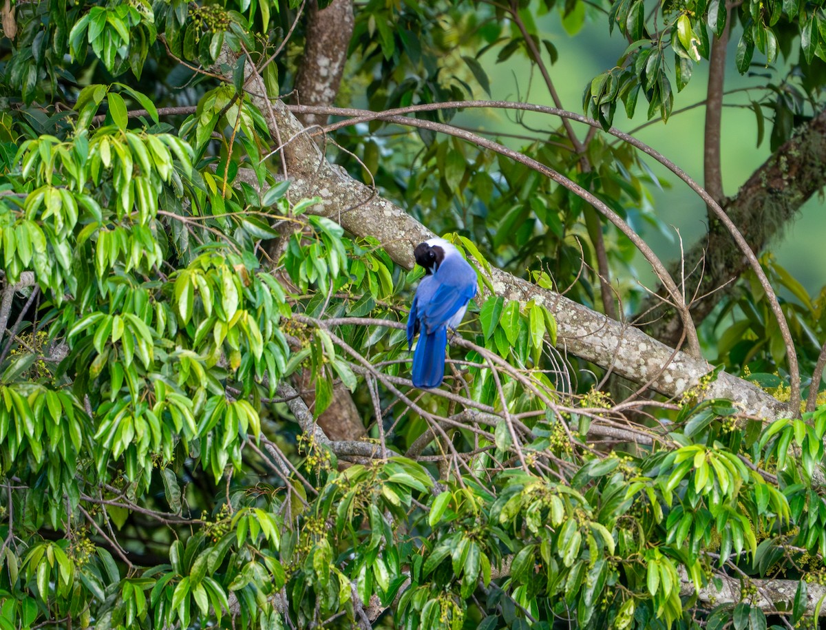 Violaceous Jay - ML644044275