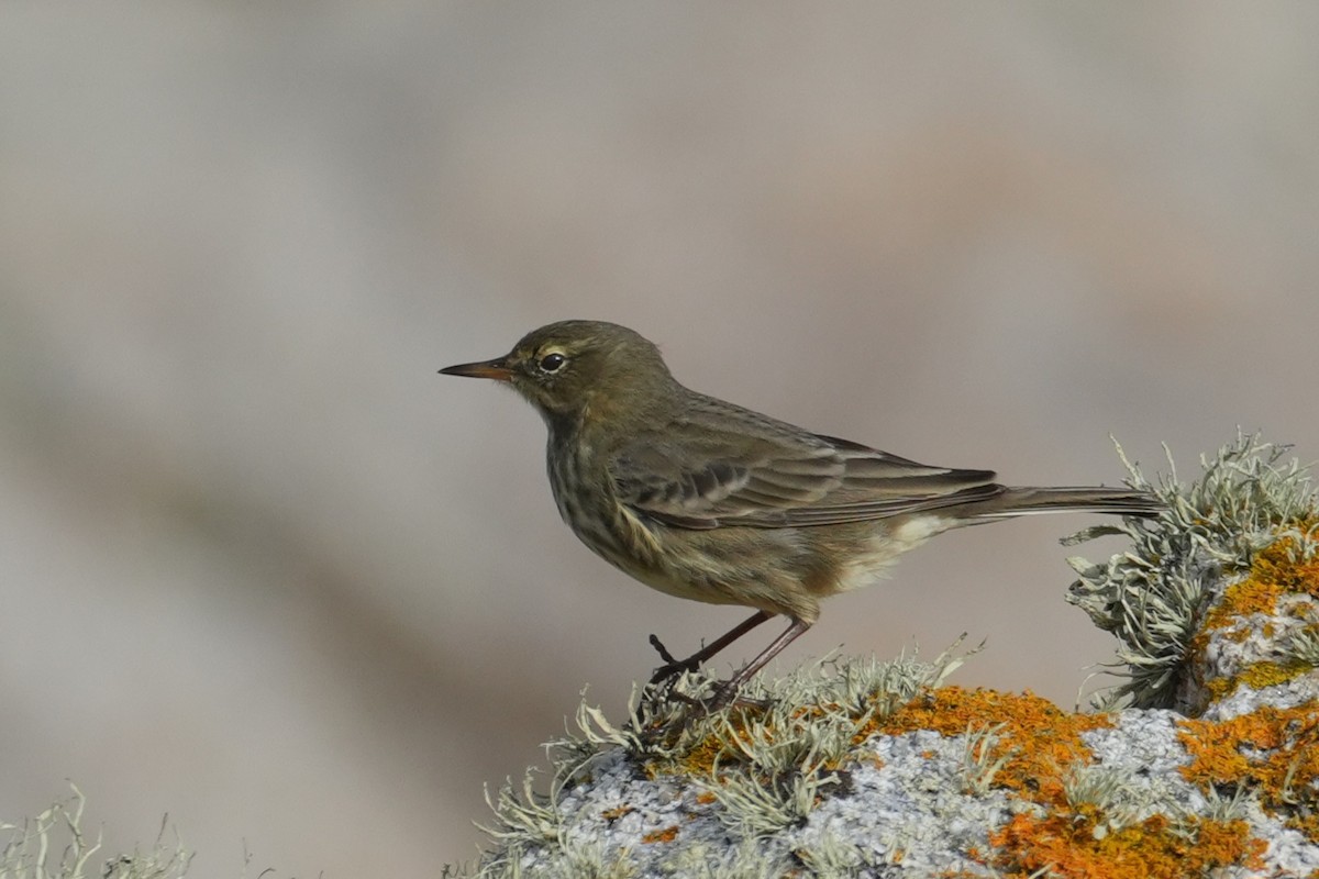 Rock Pipit - ML644044286