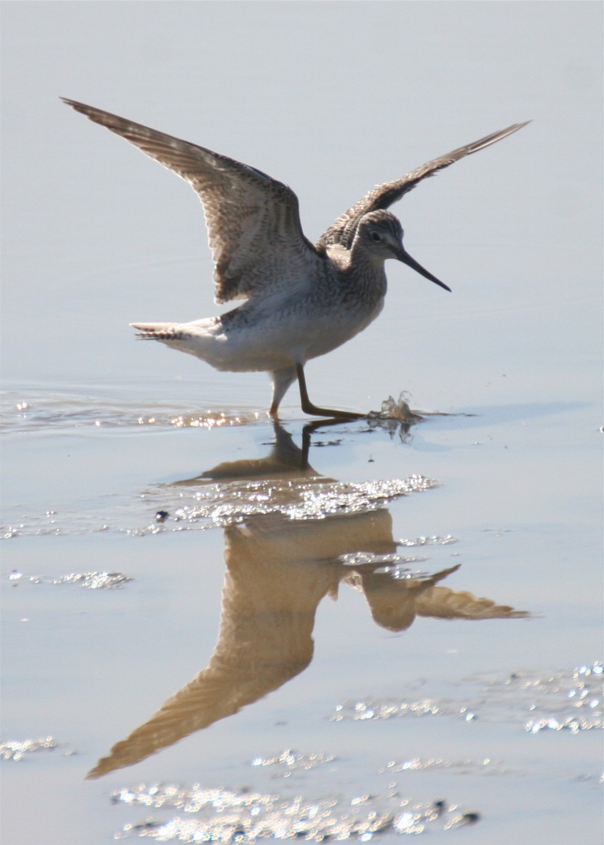 Lesser Yellowlegs - ML644044288