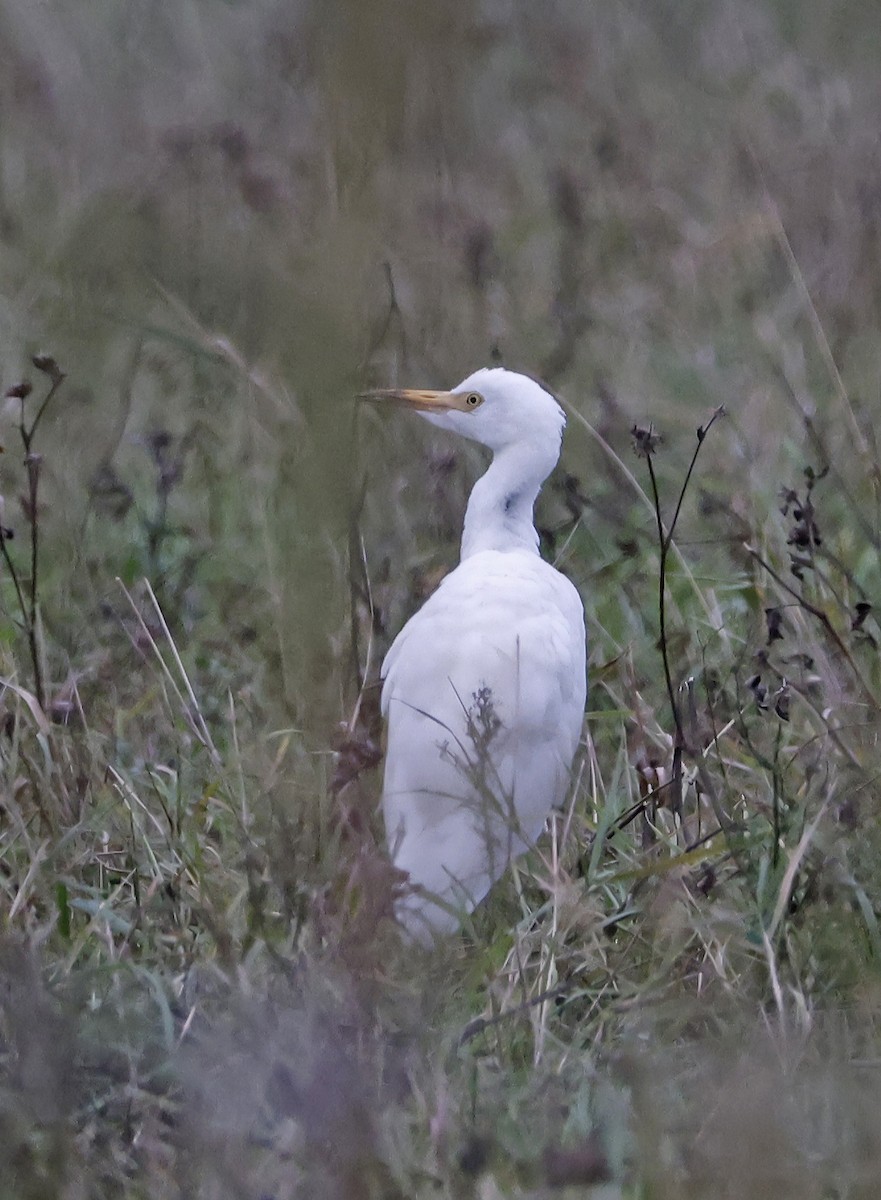 Western Cattle-Egret - ML644044293