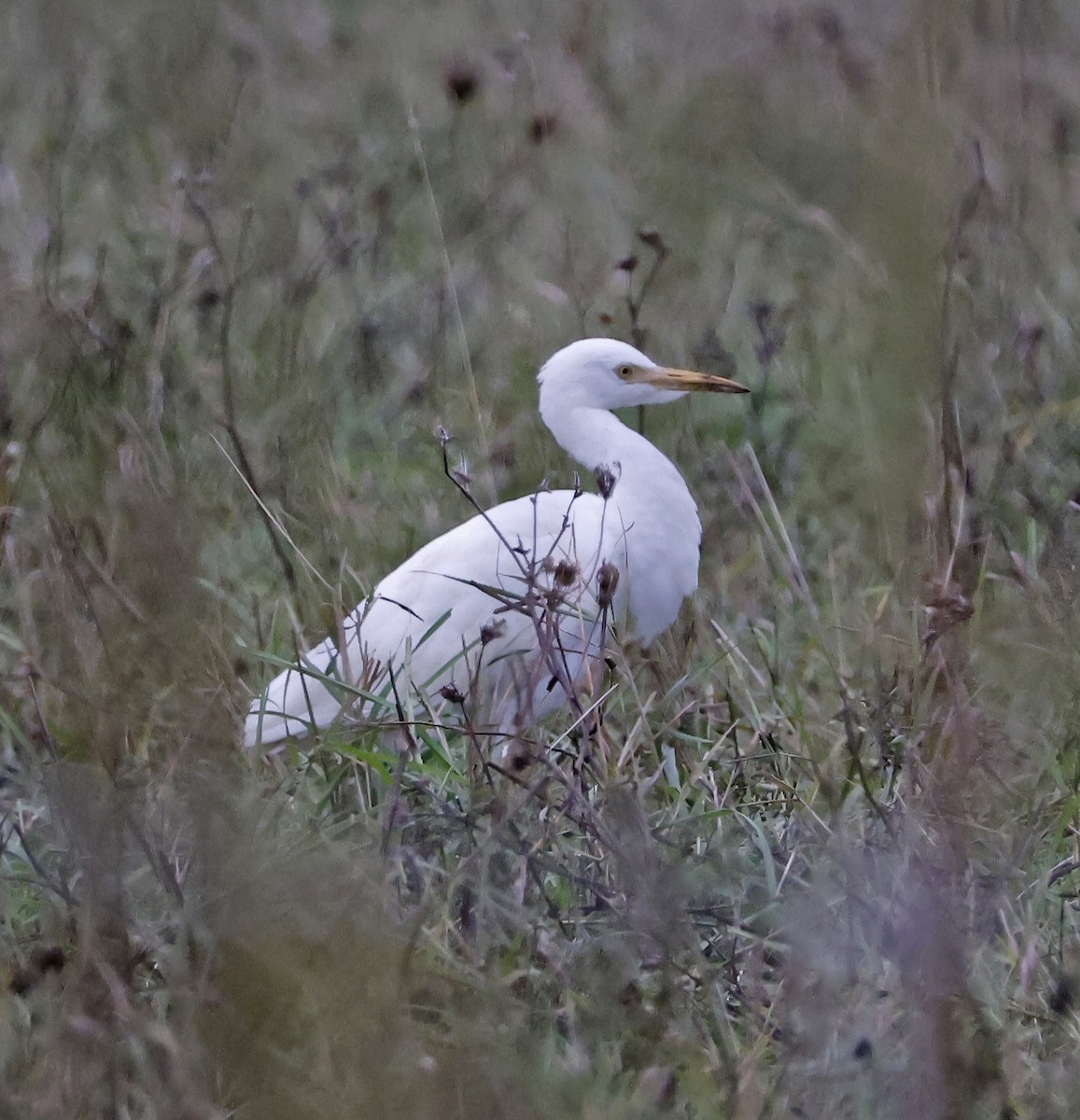 Western Cattle-Egret - ML644044294
