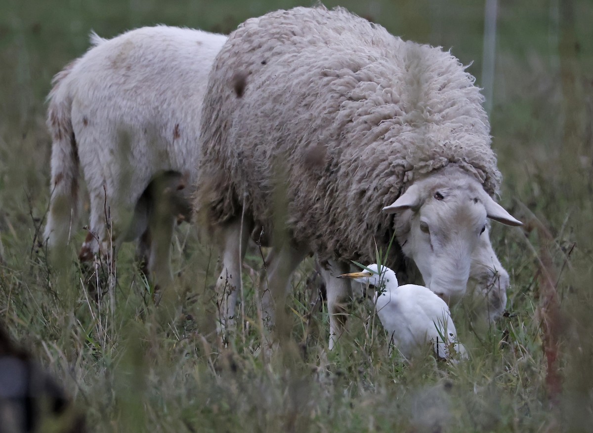 Western Cattle-Egret - ML644044295