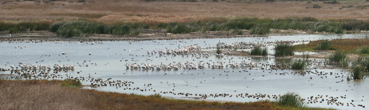 American White Pelican - ML644044296