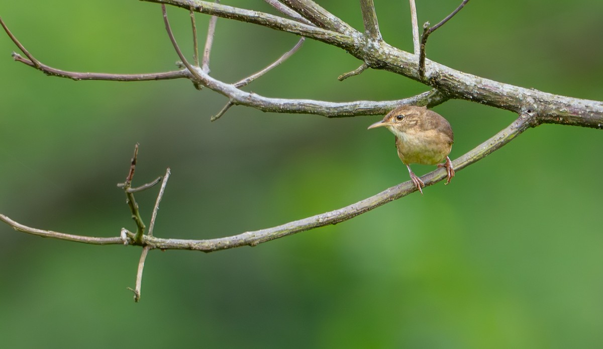 Southern House Wren - ML644044297